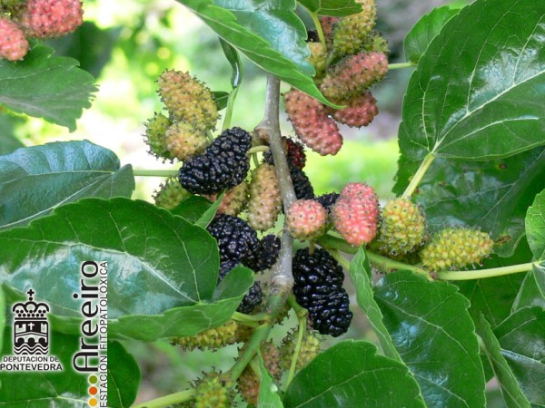 Mora Negra - Black Mulberry - Amora Negra (Morus nigra) >> Mora Negra (Morus nigra) - Fruto en el arbol_4.jpg